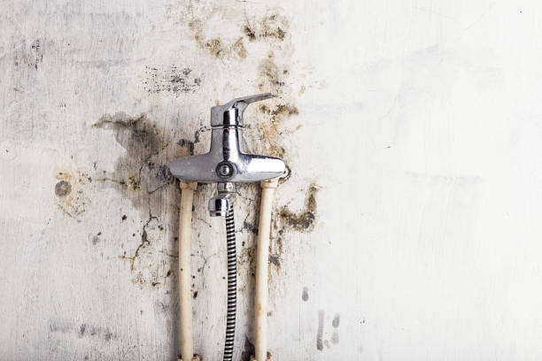 Best Mold Inspection  in Buhler, KS