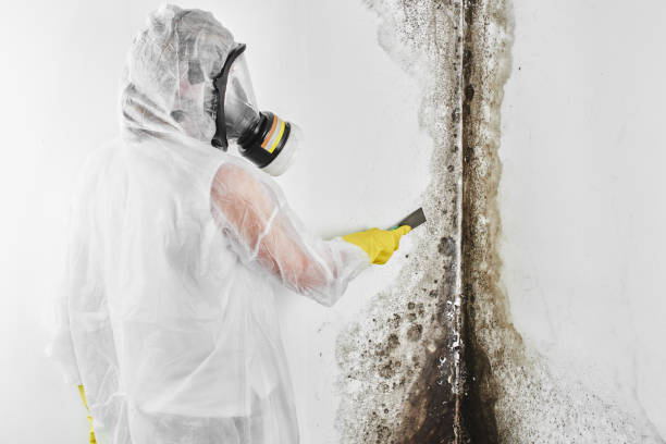 Best Same-Day Mold Removal  in Buhler, KS