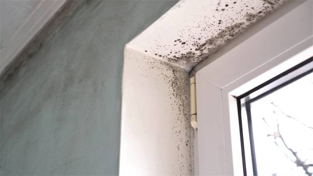 Best Commercial Mold Removal  in Buhler, KS