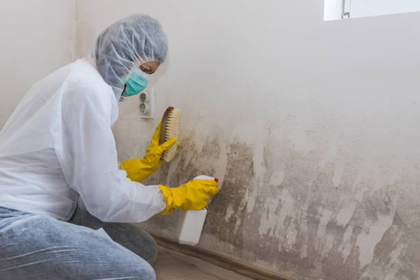 Best Home Mold Removal  in Buhler, KS