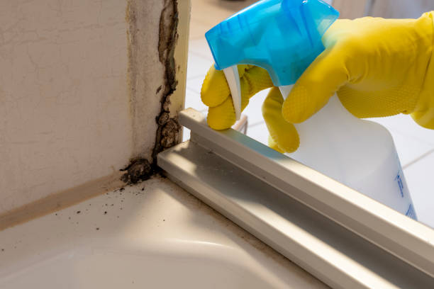 Best Certified Mold Removal  in Buhler, KS