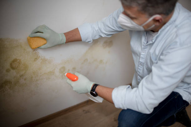 Best Toxic Mold Removal  in Buhler, KS