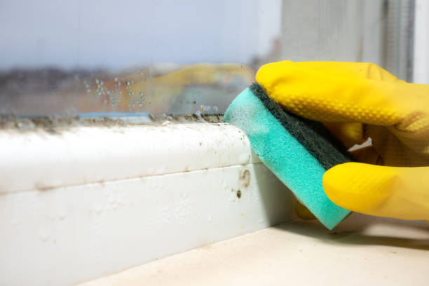 Best Mold Testing  in Buhler, KS