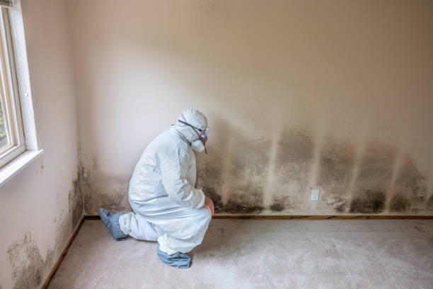 Best Mold Remediation Services  in Buhler, KS