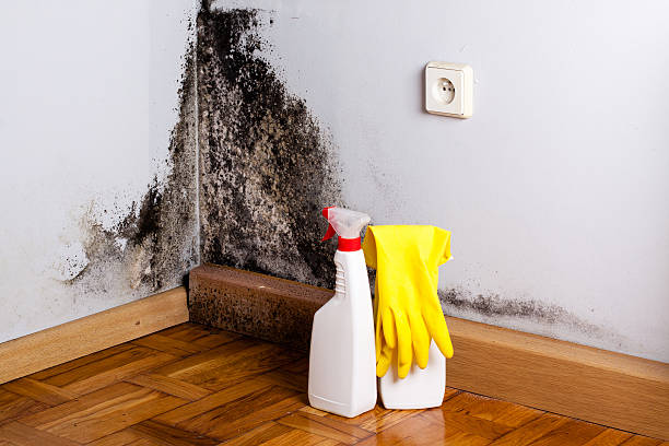 Best Mold Removal Company Near Me  in Buhler, KS