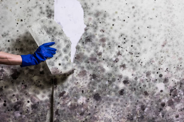 Best Same-Day Mold Removal  in Buhler, KS